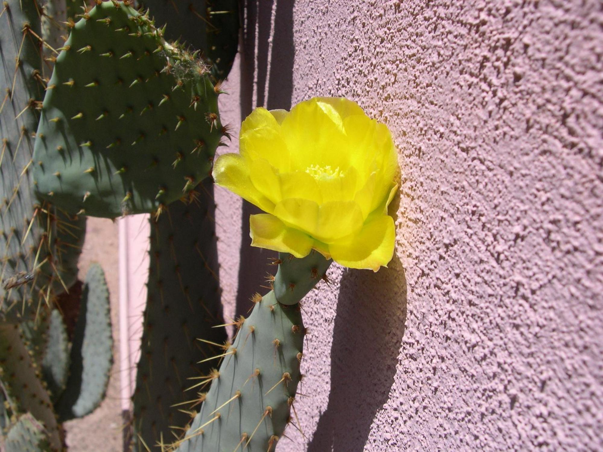 Adobe Rose Inn Tucson Exteriér fotografie
